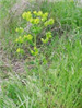 Leafy Spurge