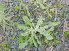 Yellowstar Thistle