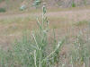 Diffuse Knapweed
