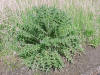 Bull Thistle