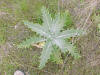 Scotch Thistle