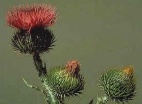 Scotch Thistle